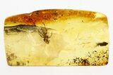 Detailed Fossil Spider (Araneae) In Baltic Amber #273359-1